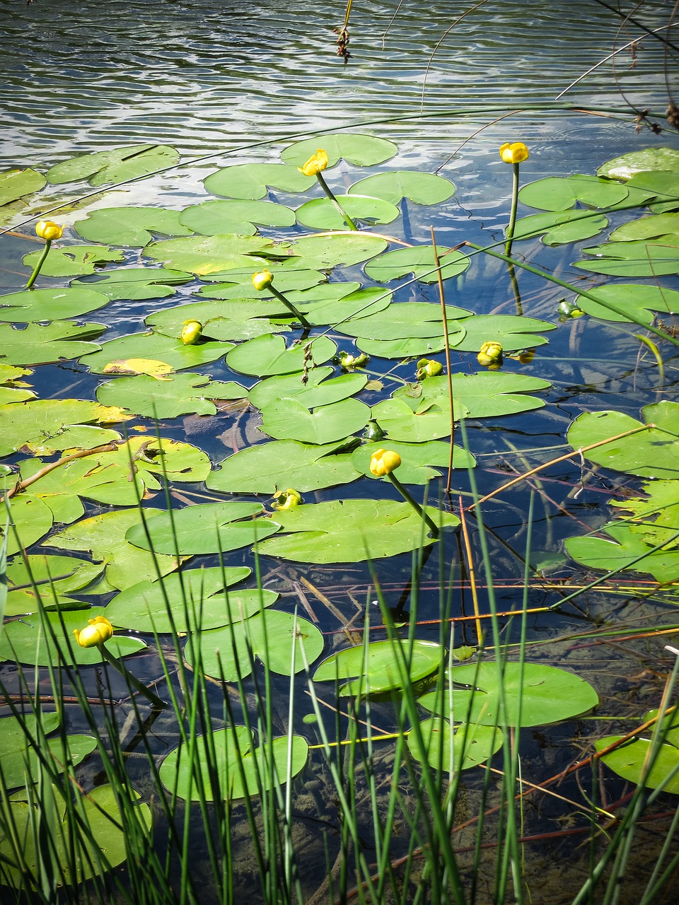 water  nature  lake free photo