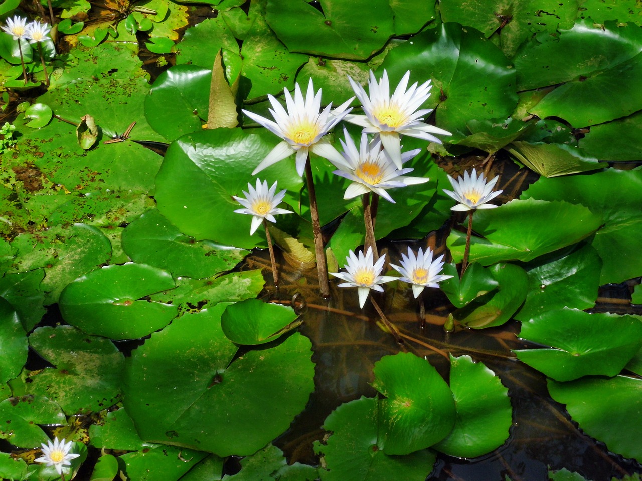 water lily white free photo