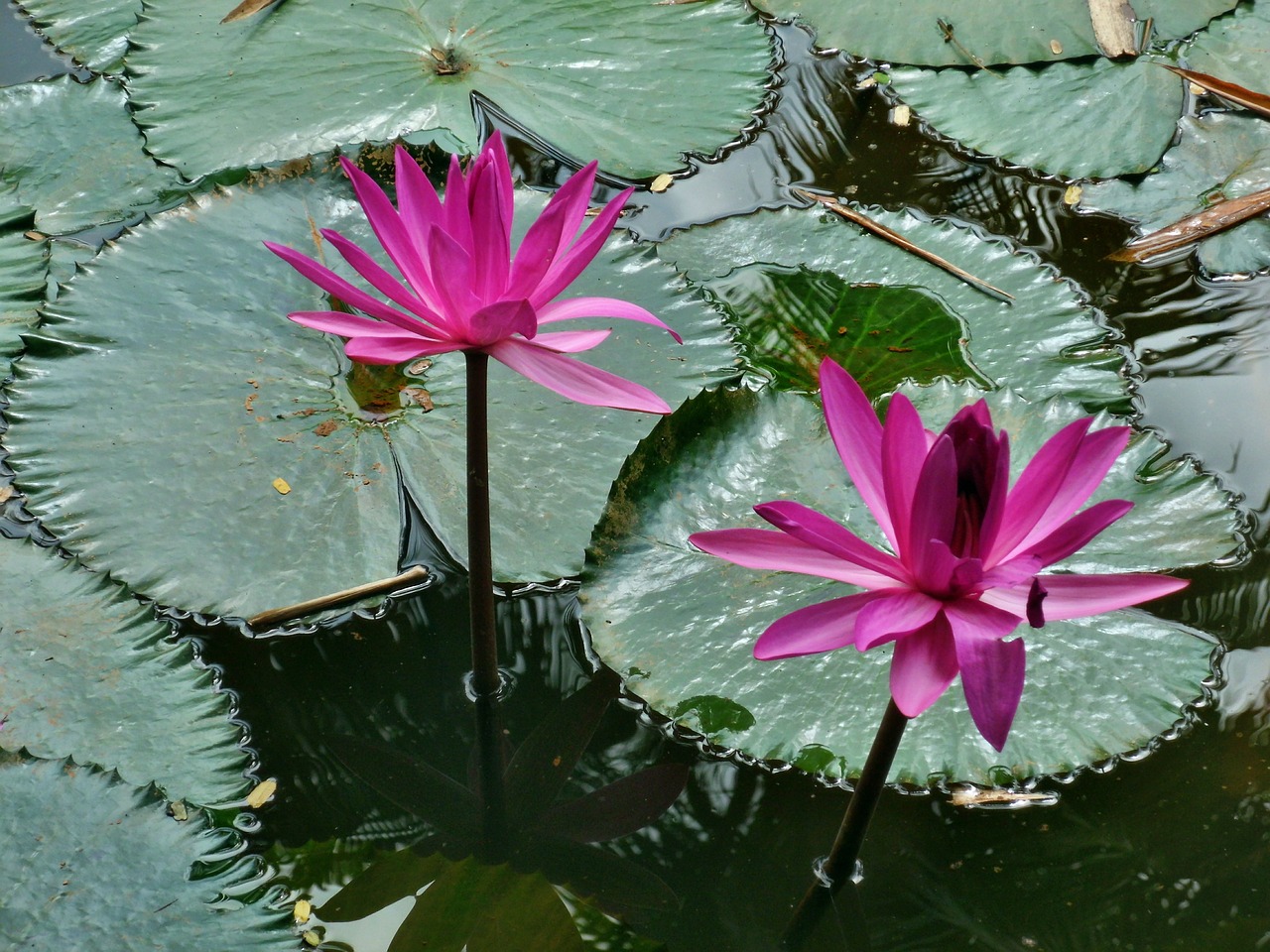water lily pink free photo