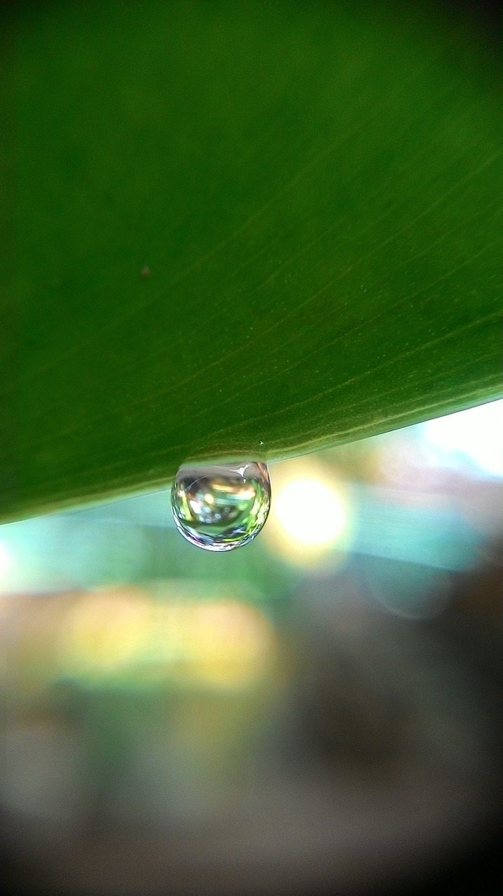 water dew morning free photo