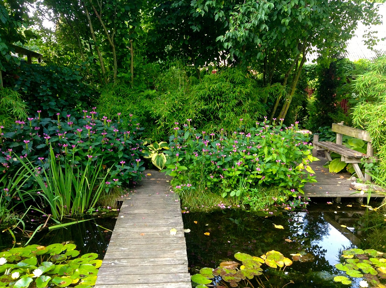 water water lilies garden free photo