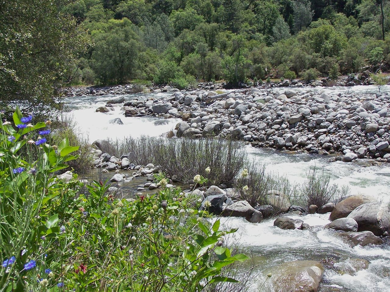 water river stream free photo