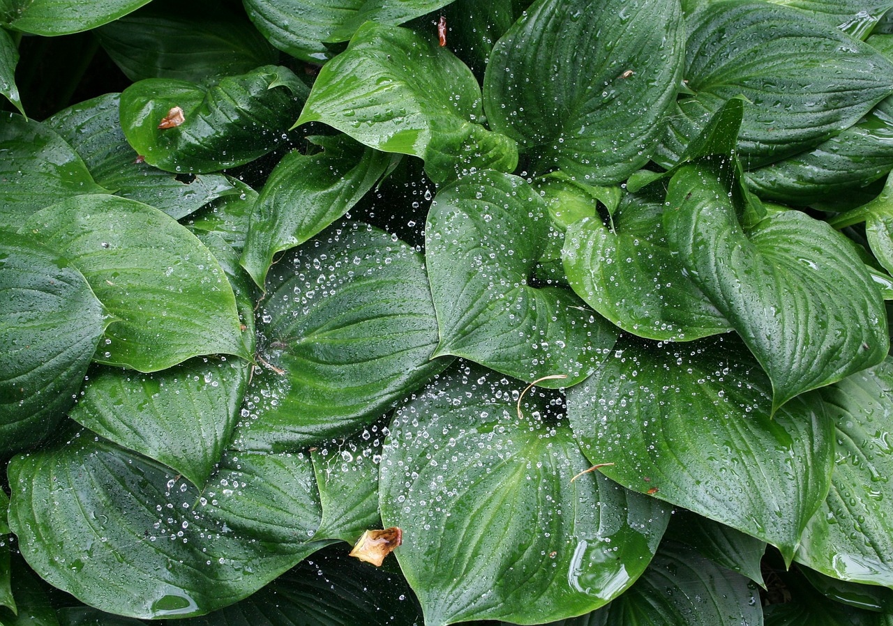 water drops plant free photo