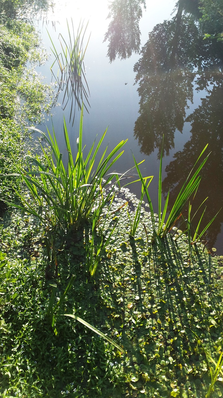 water green trees free photo