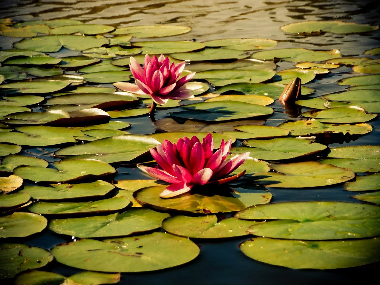 water water lily flower free photo