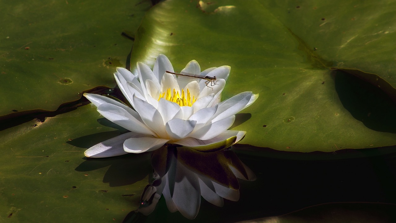 water water lily nuphar lutea free photo