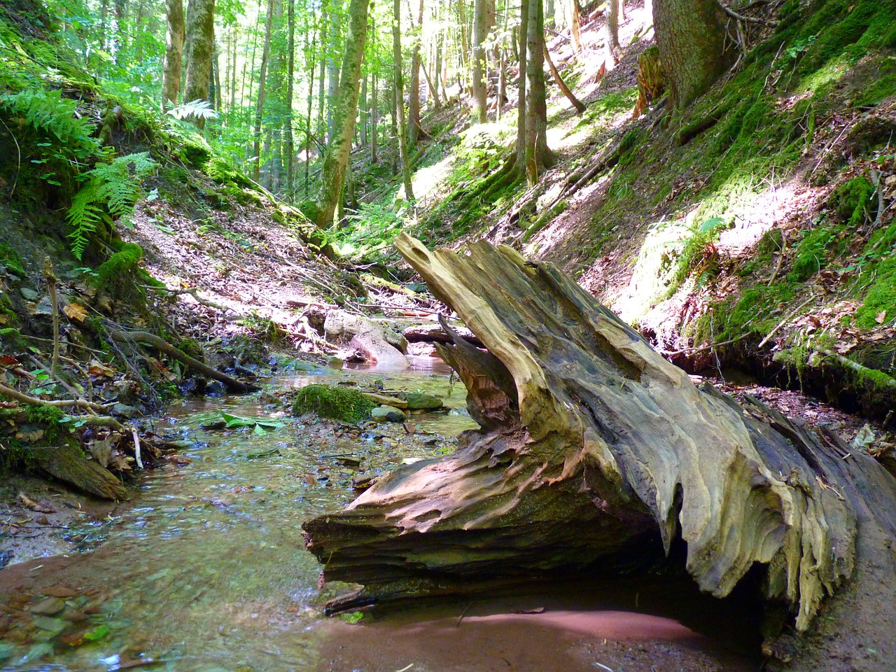 water bach root wood free photo
