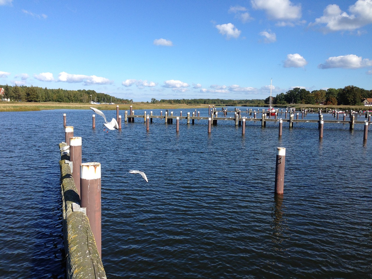 water gulls darß free photo