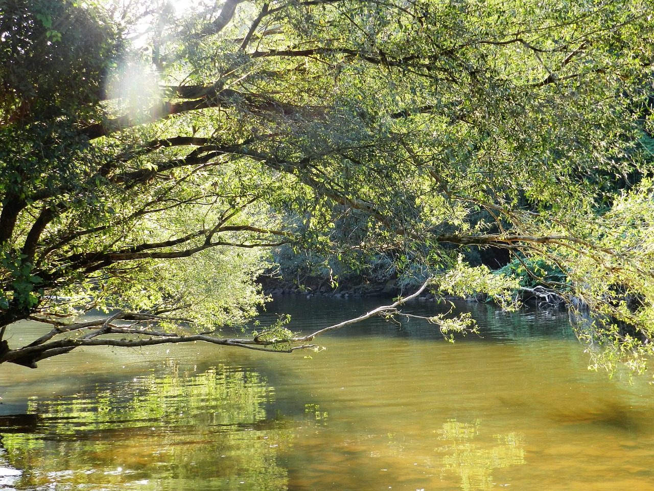 water brook nature free photo