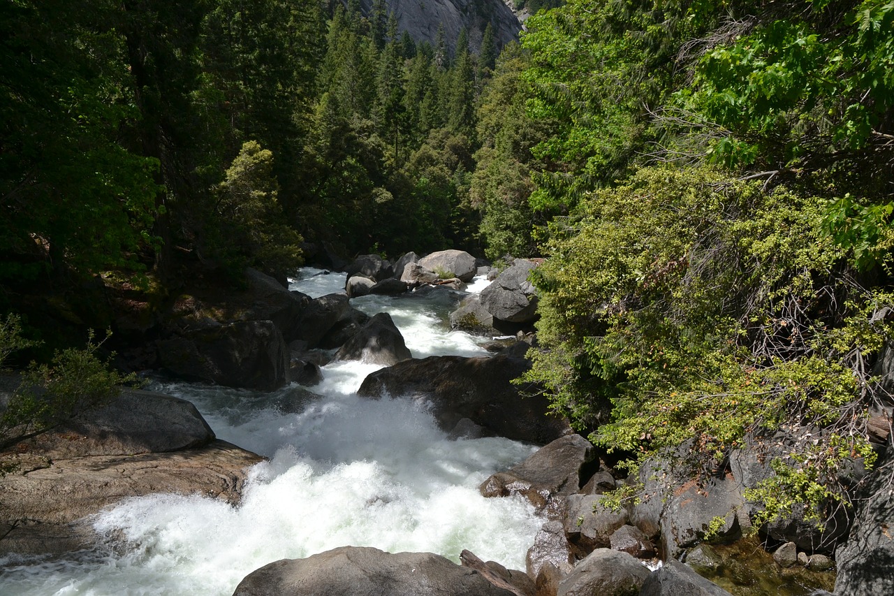 water rock trees free photo