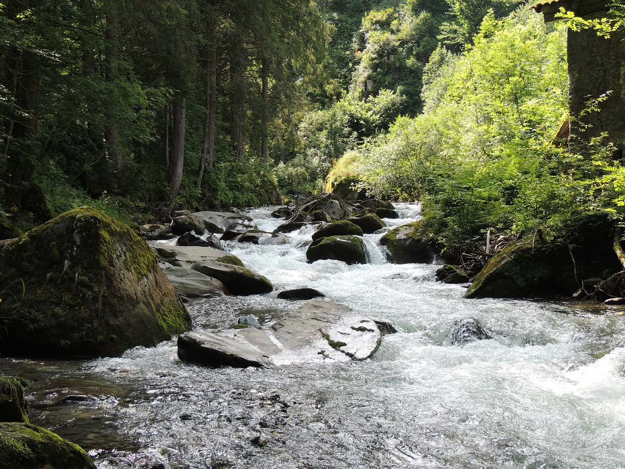 water forest river free photo