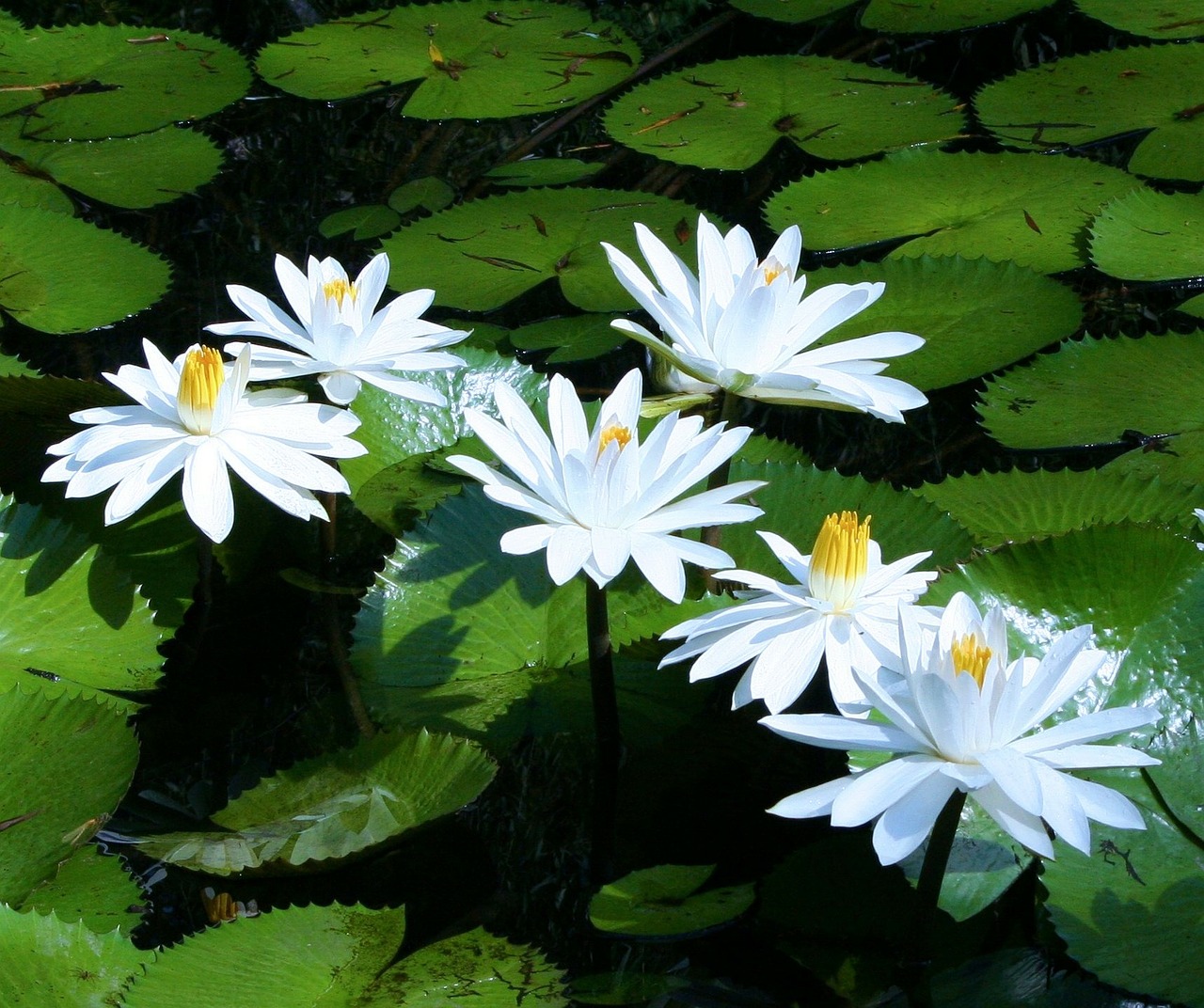 water lilies white free photo