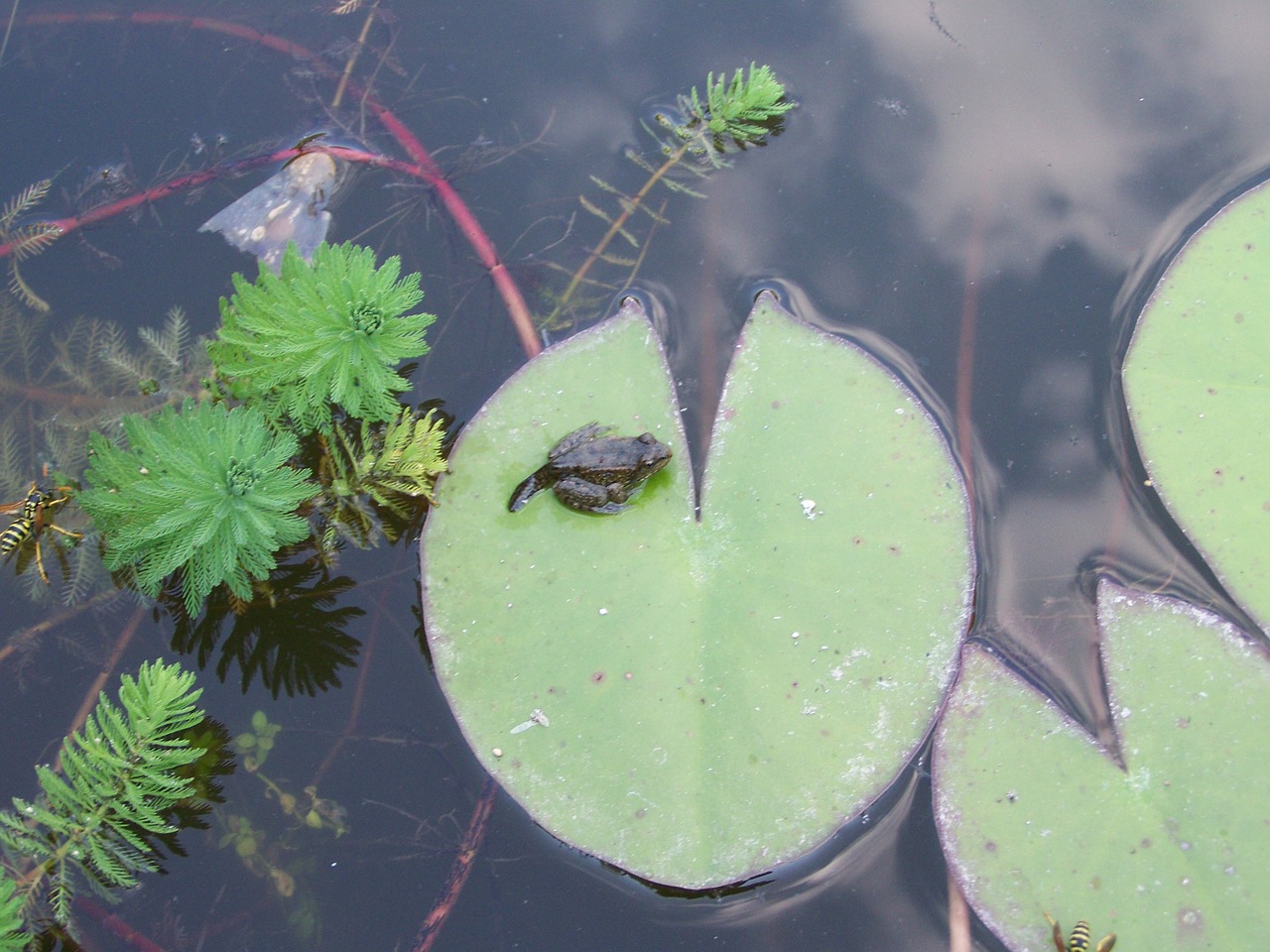 water young frog aquatic plants free photo