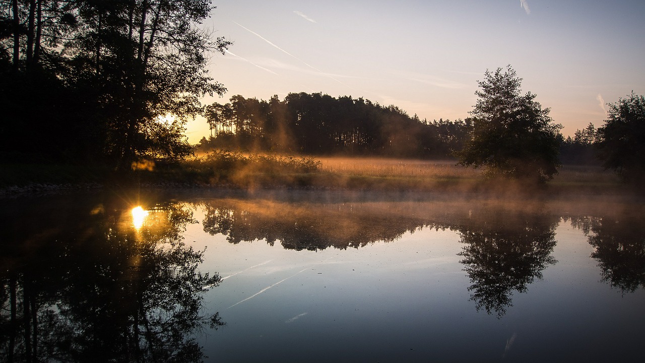 water forest meadow free photo