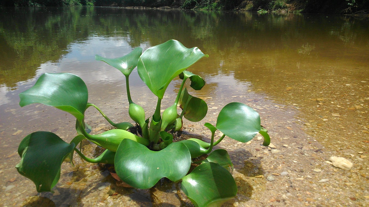 water river nature free photo