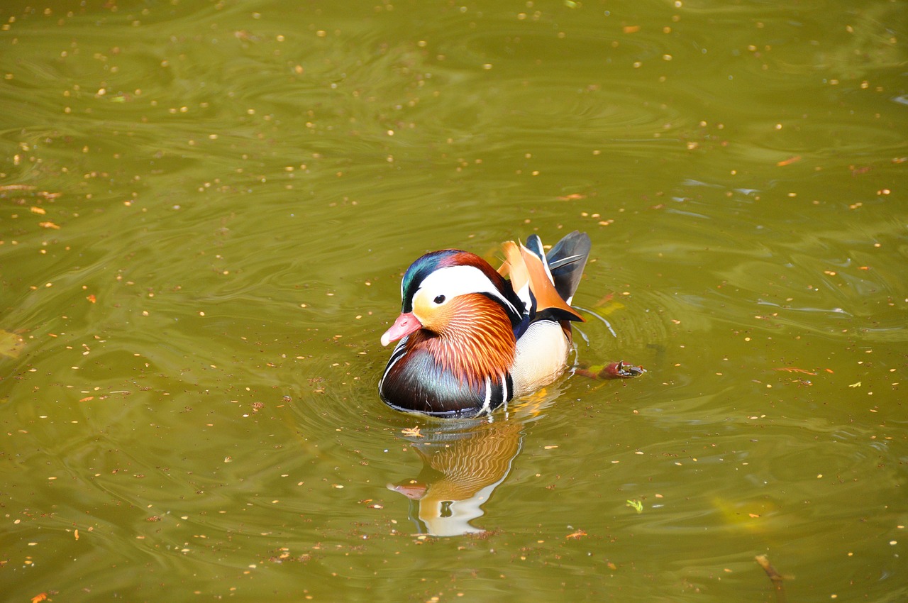 water water bird ducks free photo