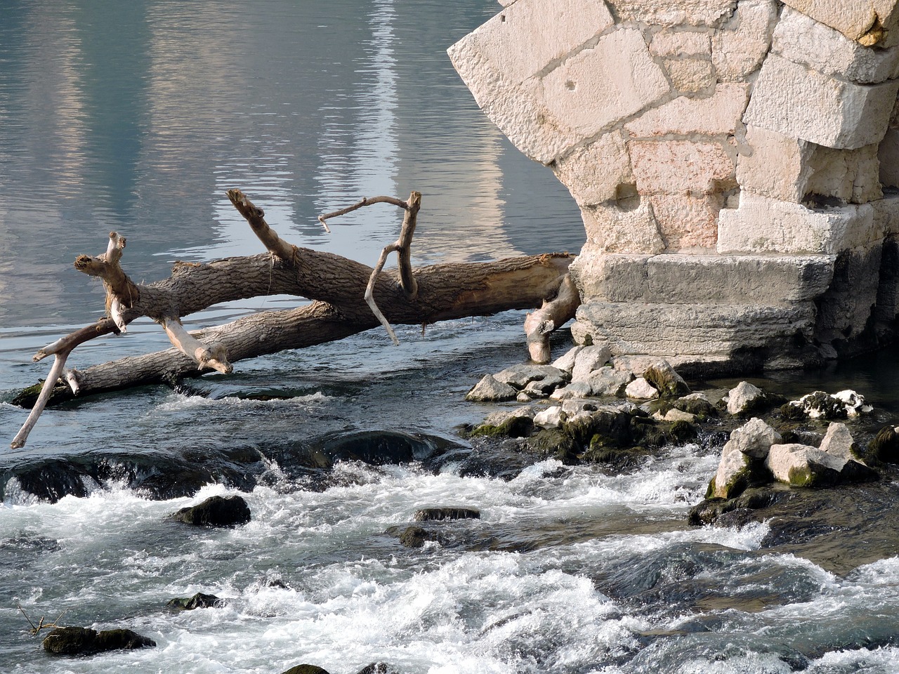 water river branch free photo