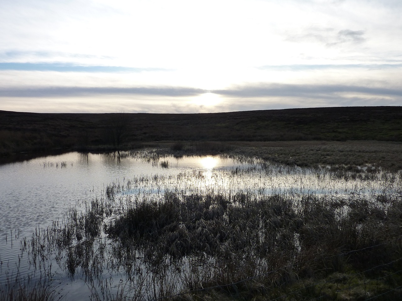 water marsh grey free photo