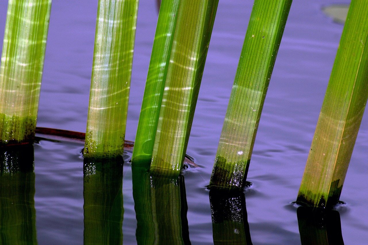 water reed macro free photo