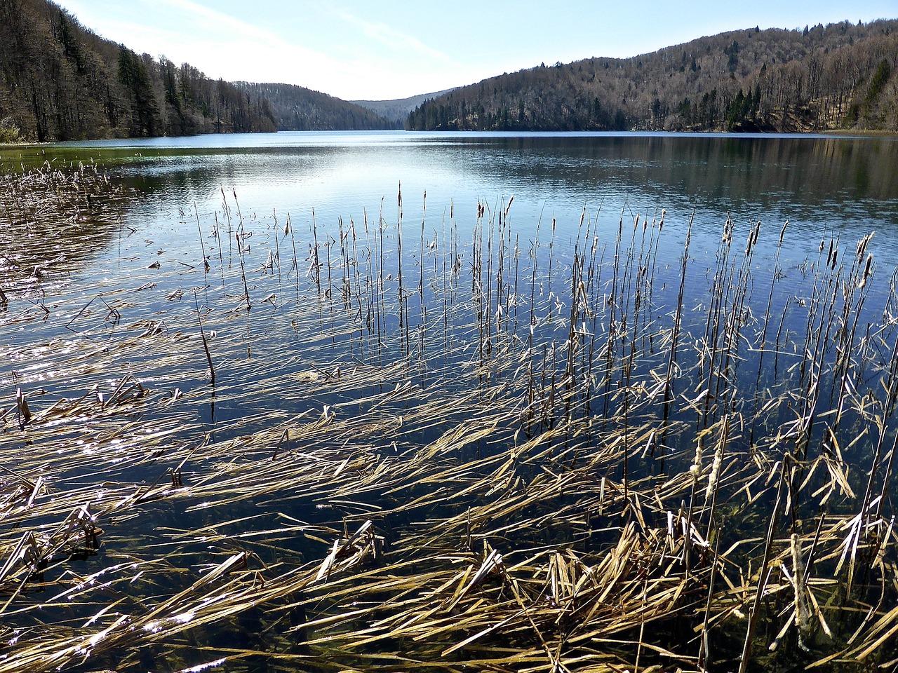 water reeds lake free photo