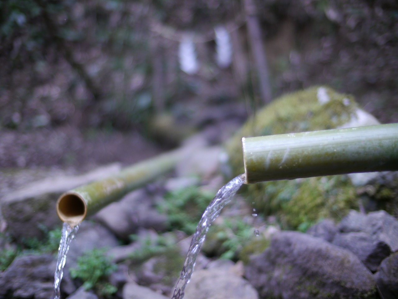 water bamboo god free photo