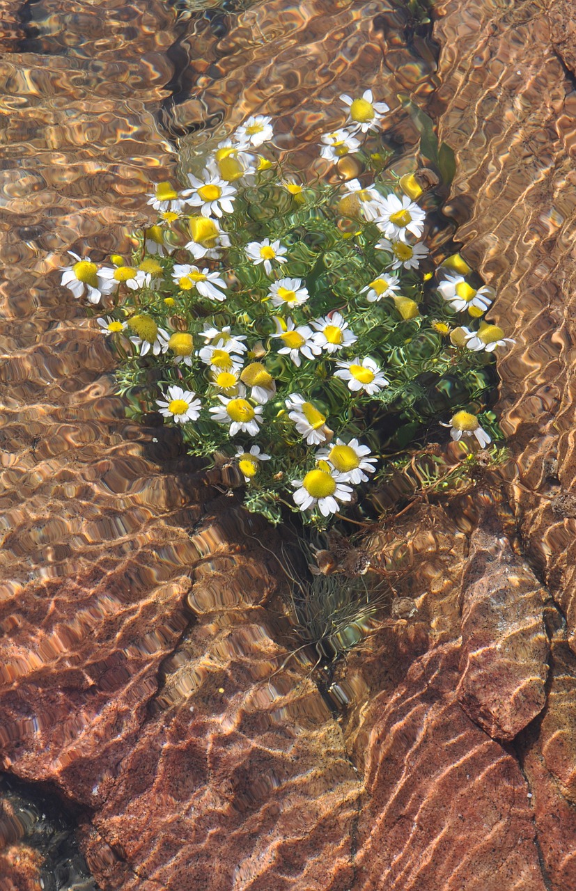 water under water flower free photo