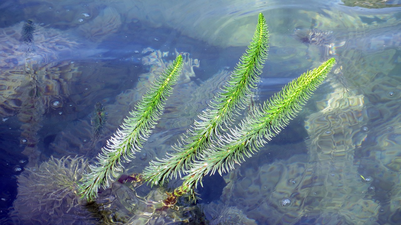 water aquatic plant fauna free photo