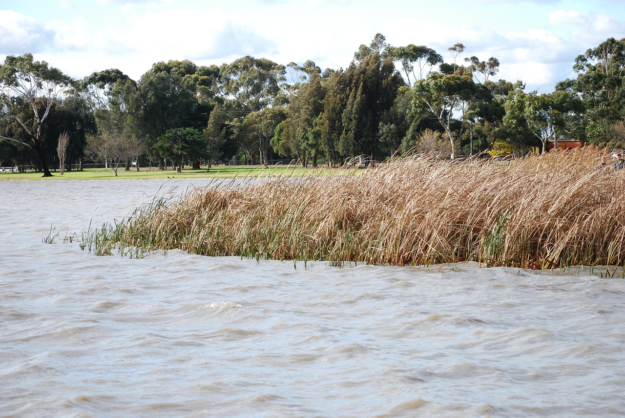 water lake reeds free photo