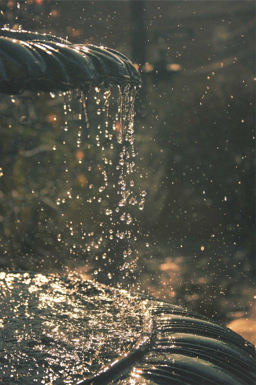 water drops summer free photo
