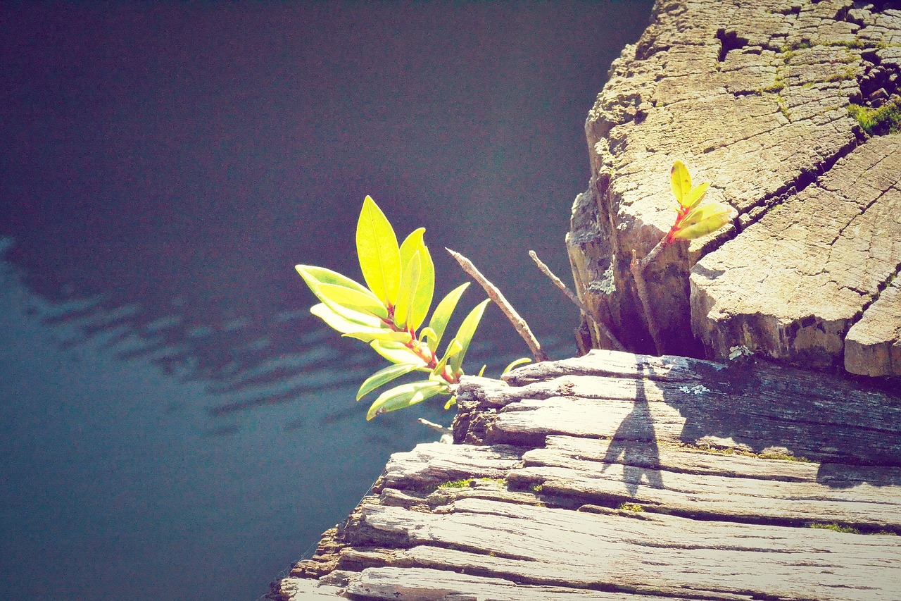 water flower sunshine free photo