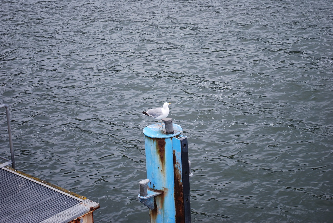 water seagull baltic sea free photo