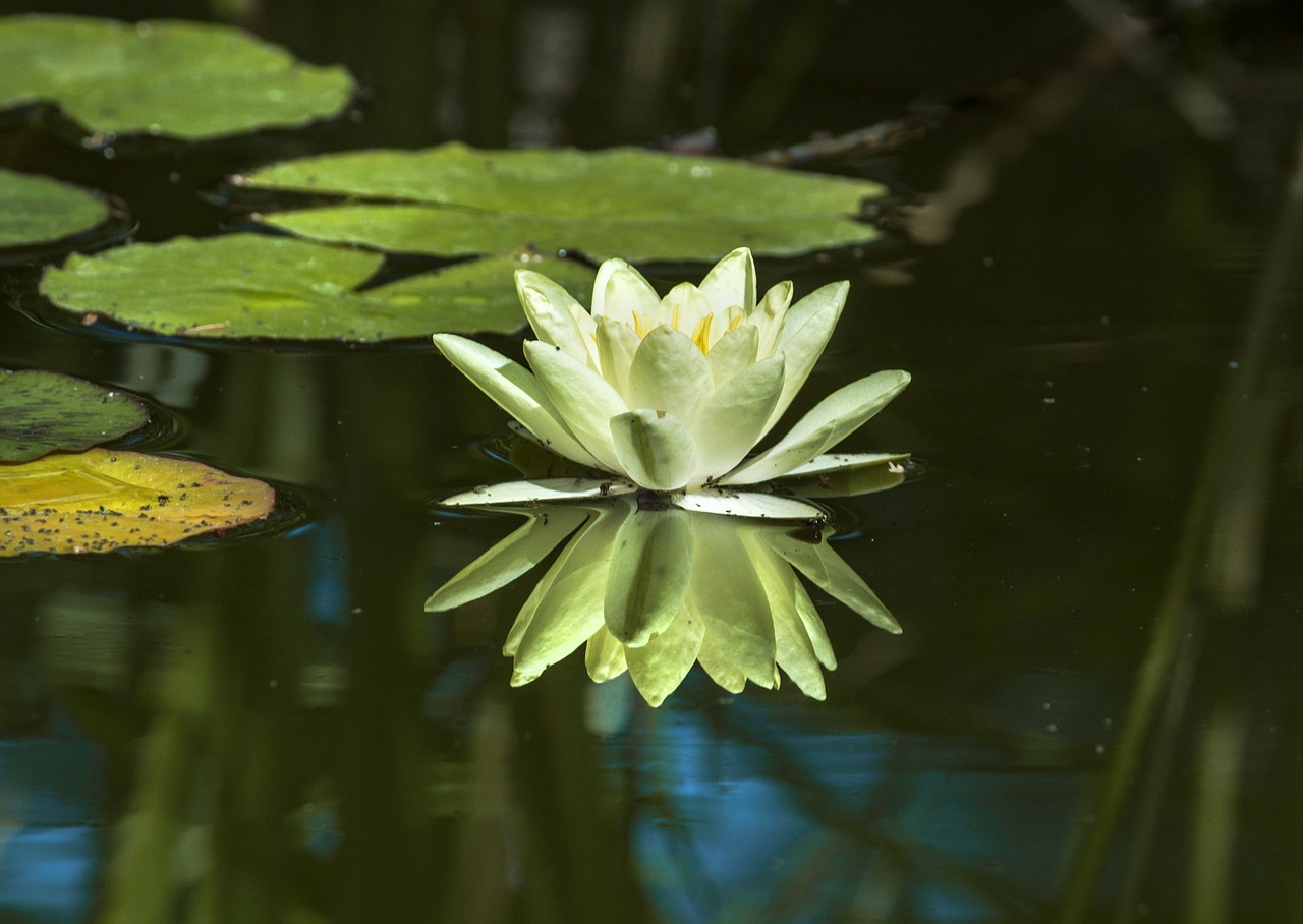 water lily reflection free photo