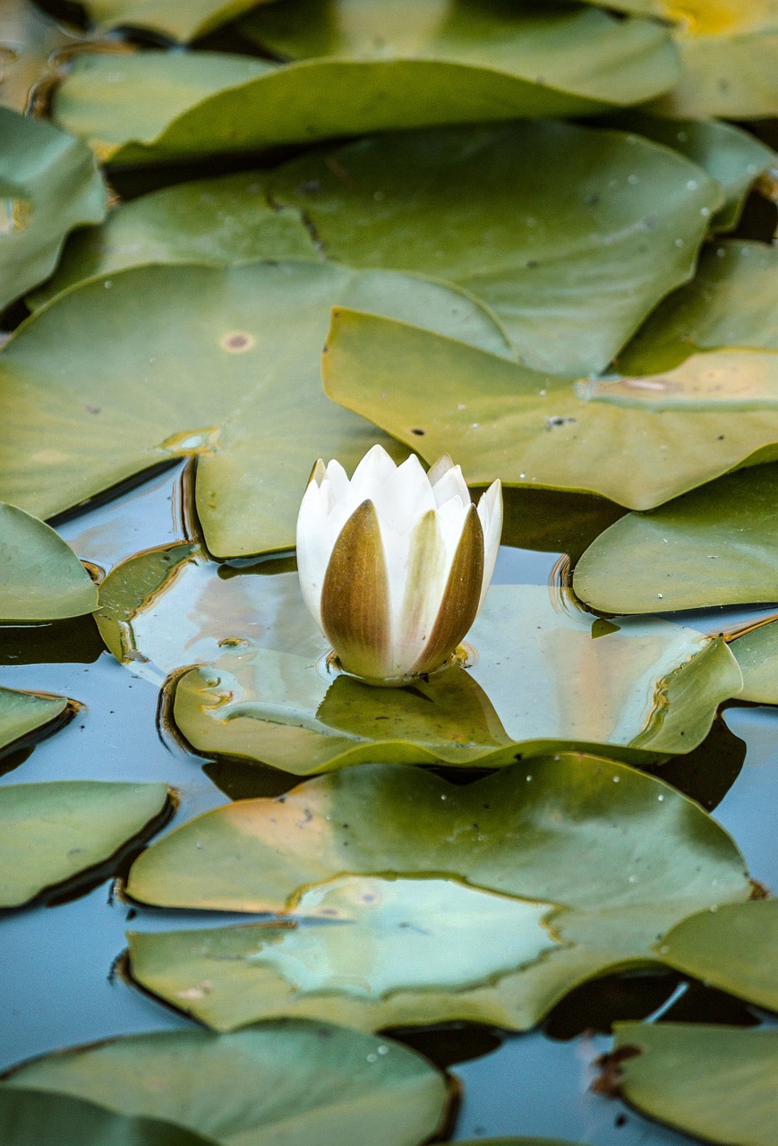 water lily leaves free photo