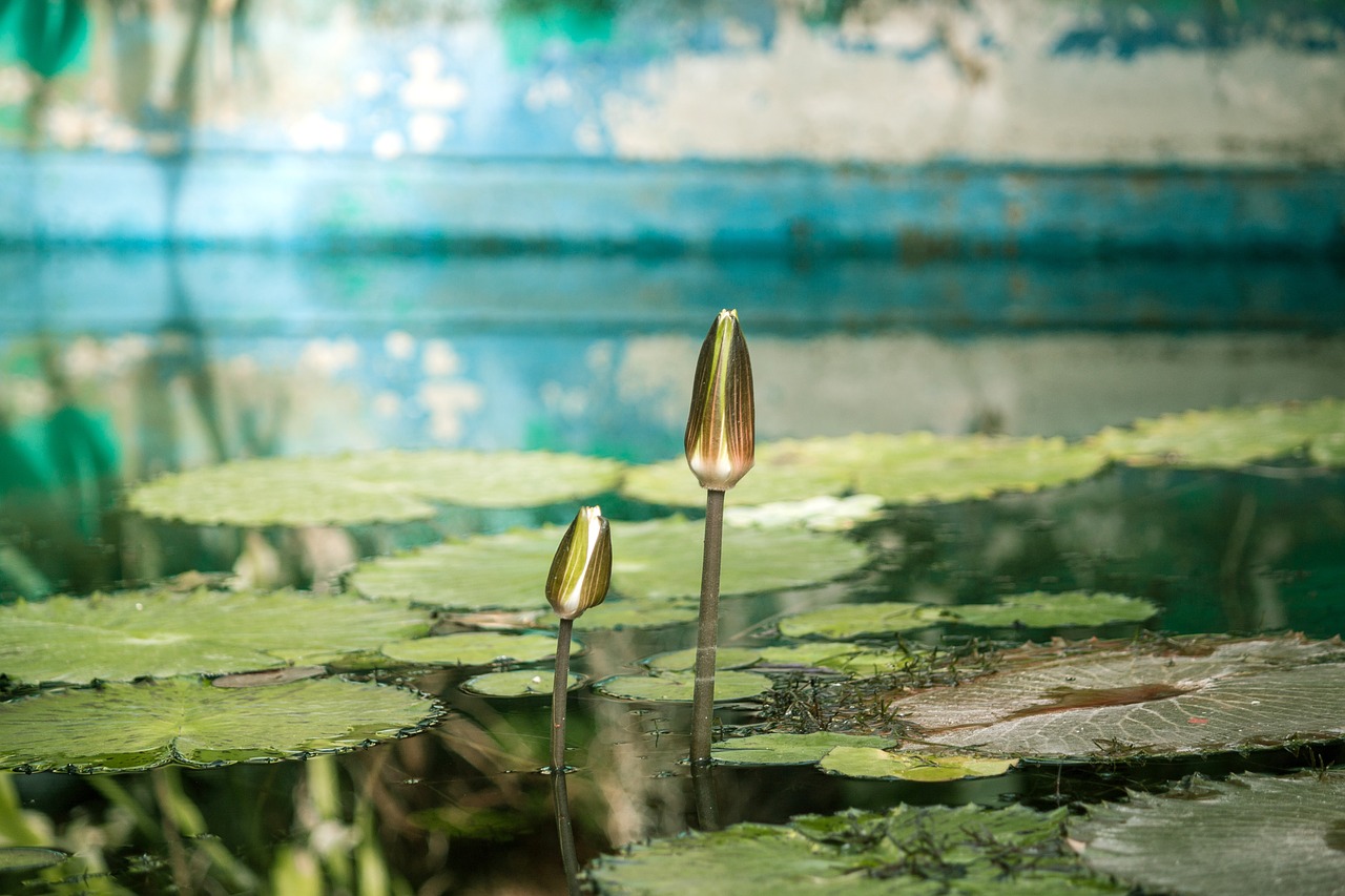 water lily pool free photo