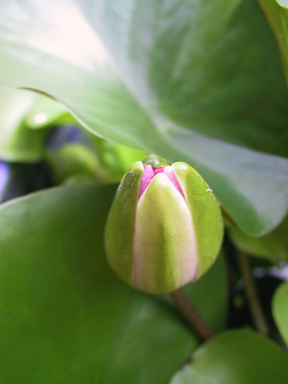 water lily bud free photo