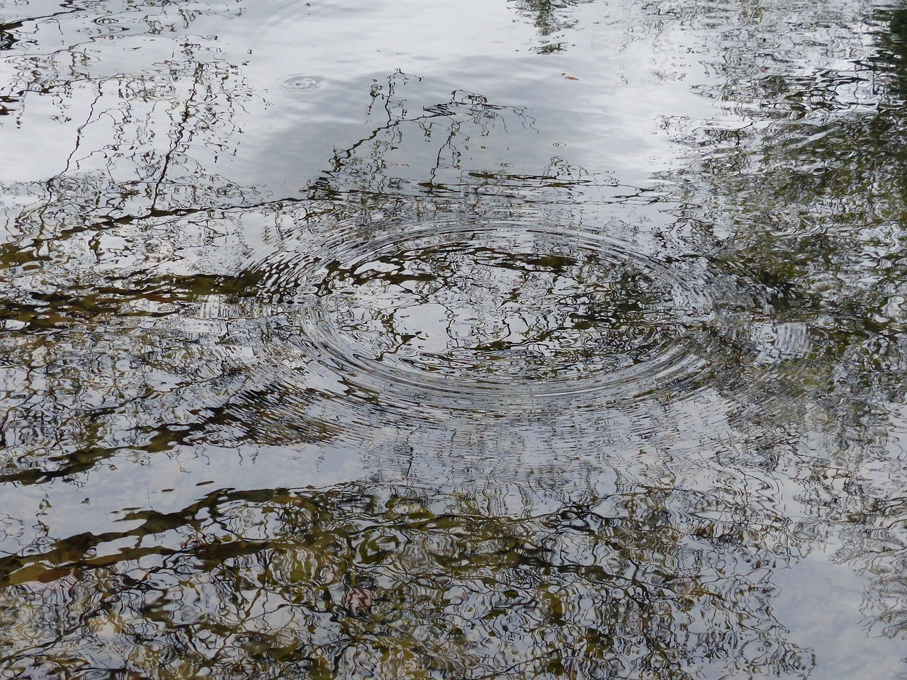 water pond nature free photo