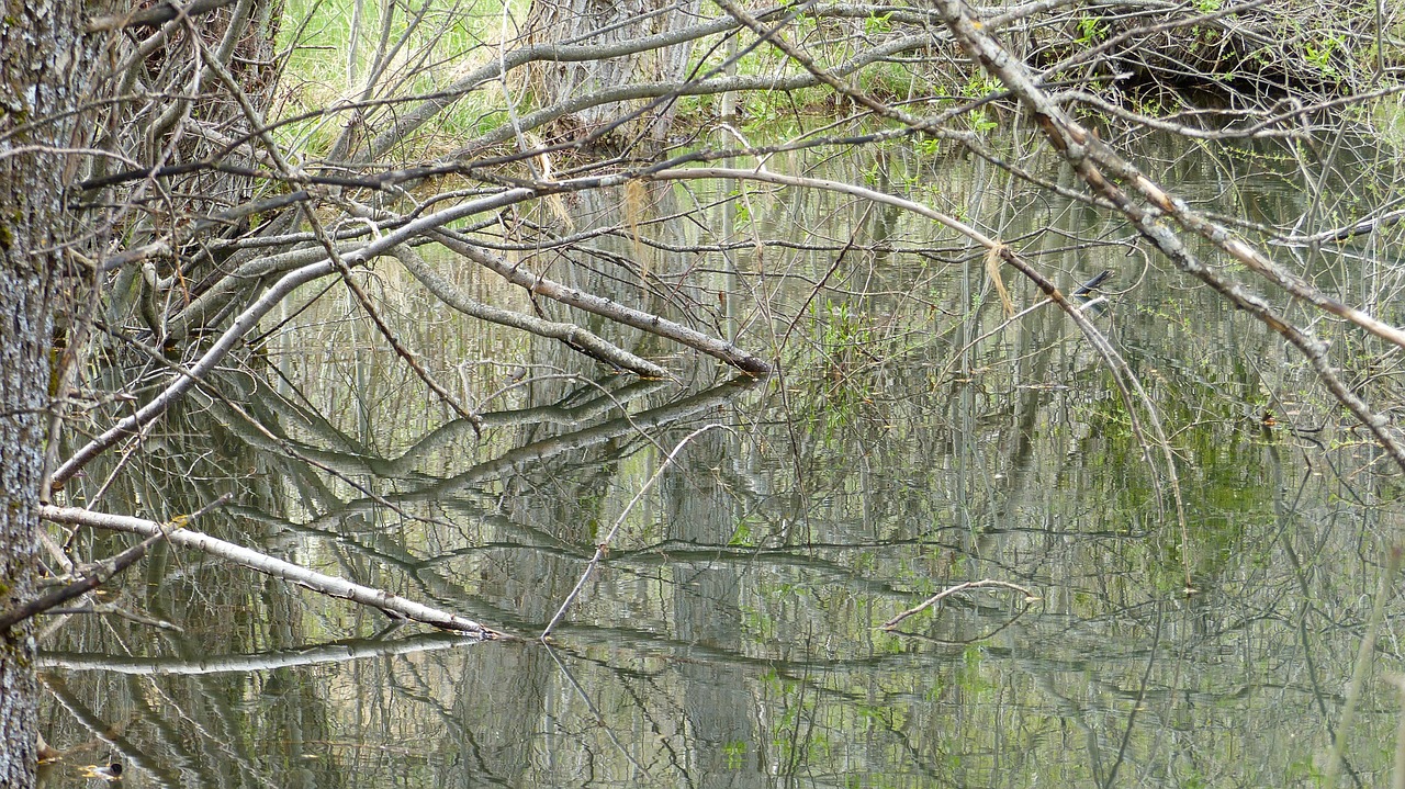 water nature pond free photo