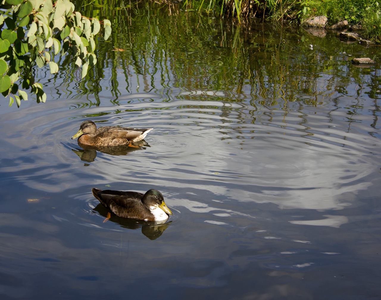 water lake birds nature free photo