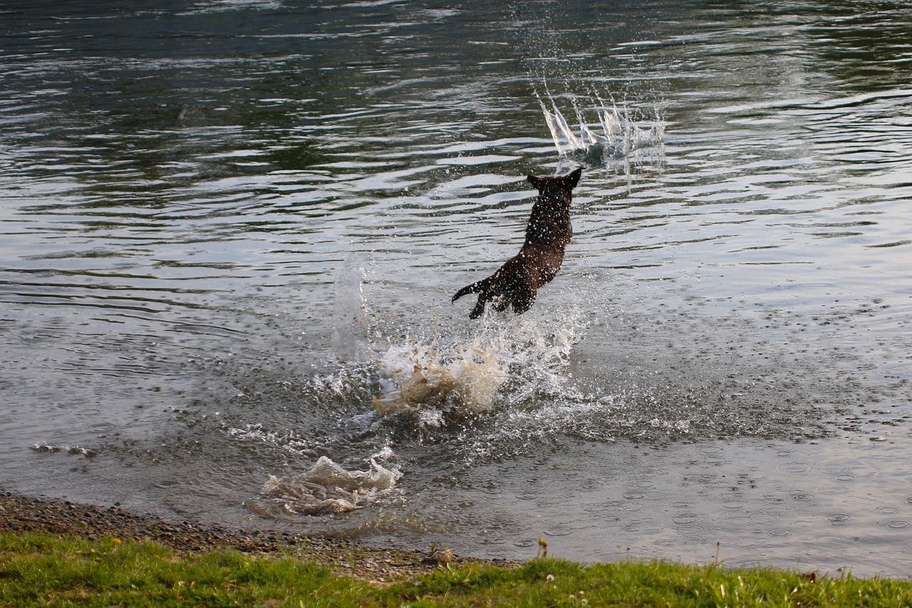 water animal dog free photo