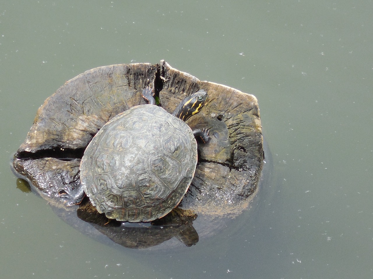 water turtle nature free photo