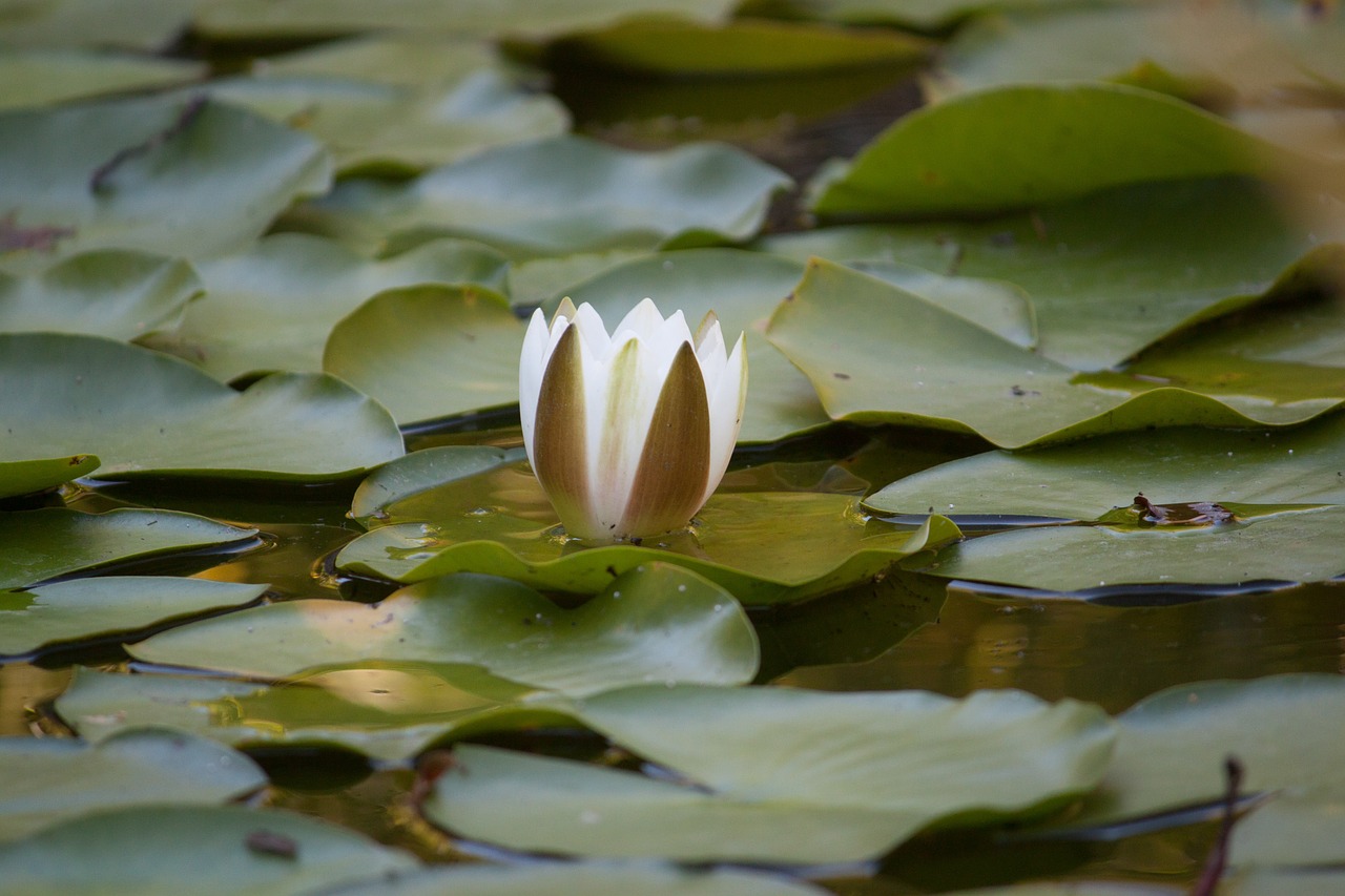 water lily garden free photo