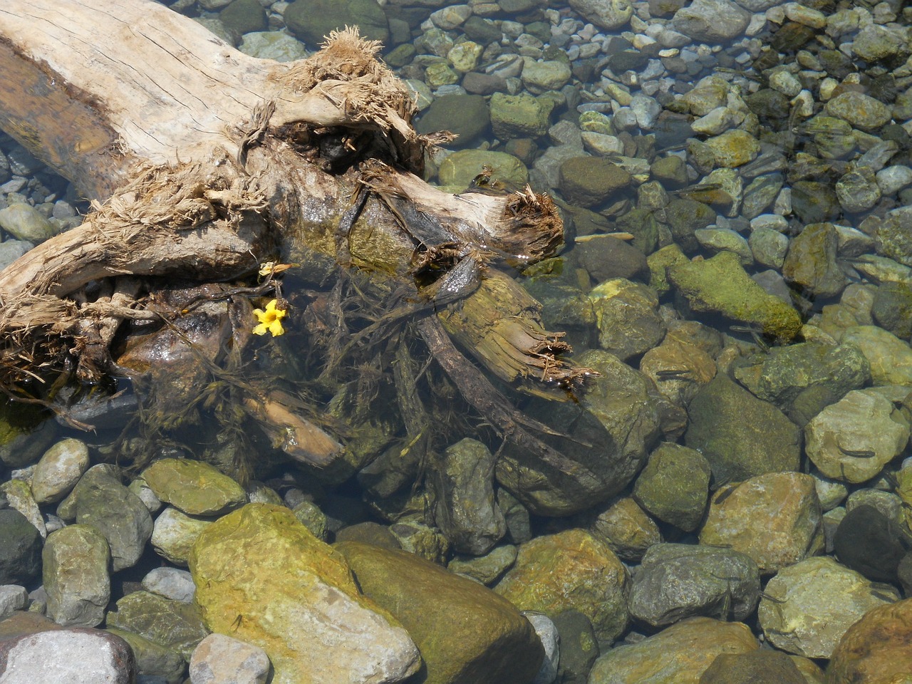 water rocks reflection free photo