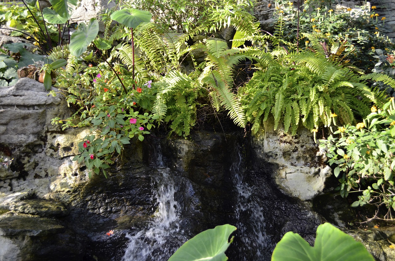 water nature flower free photo