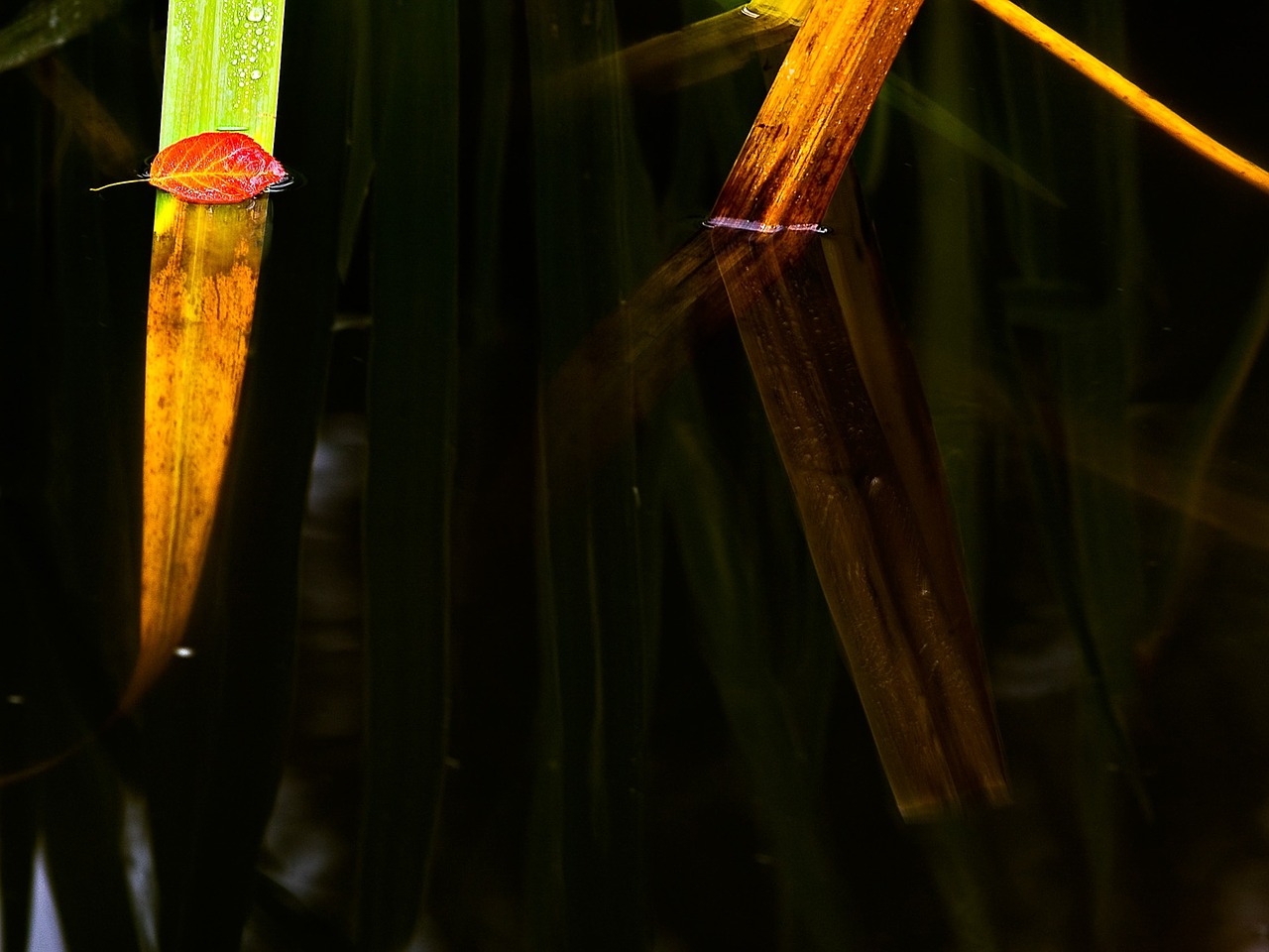 water pond autumn free photo