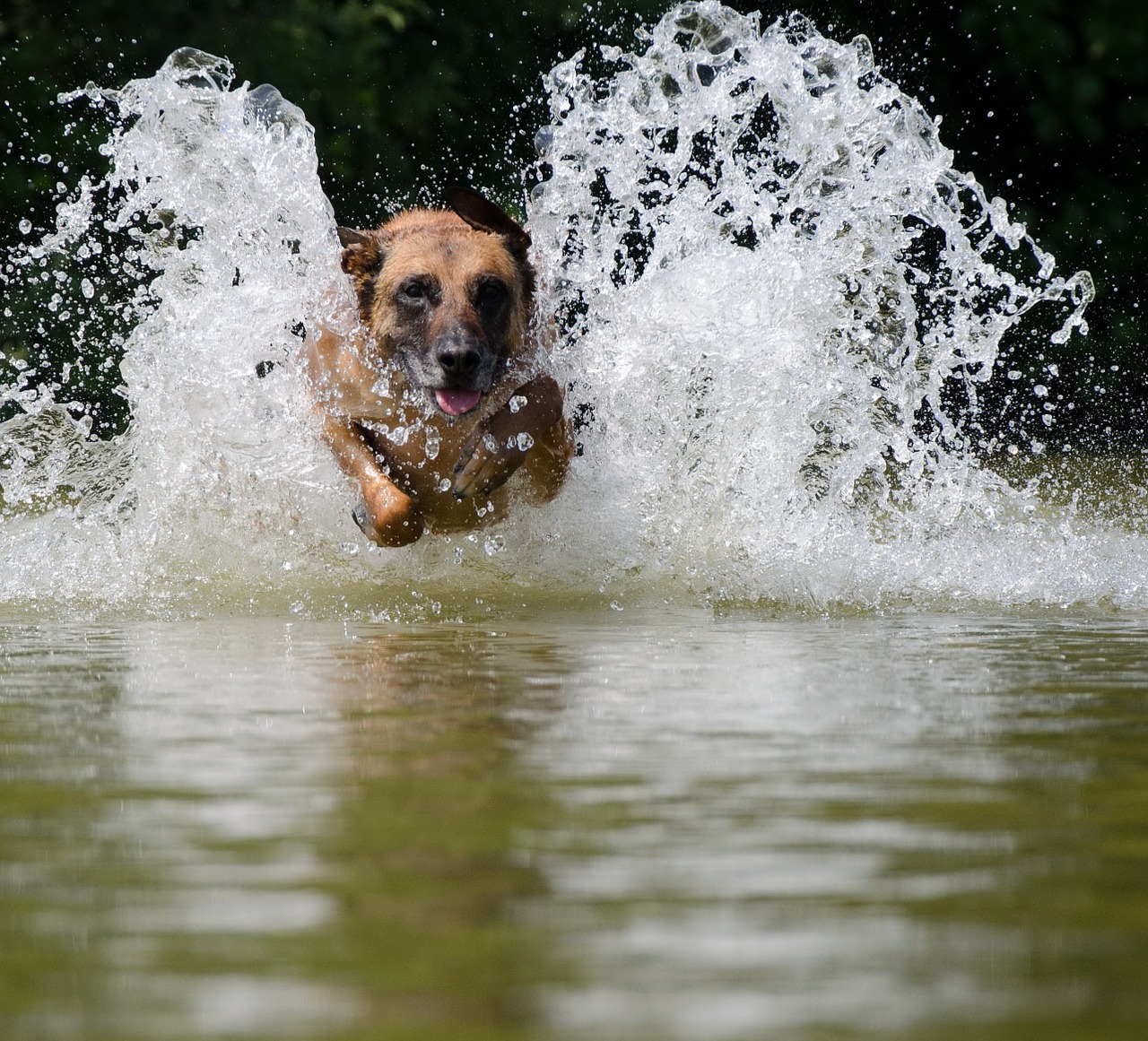 water jump into the water malinois free photo