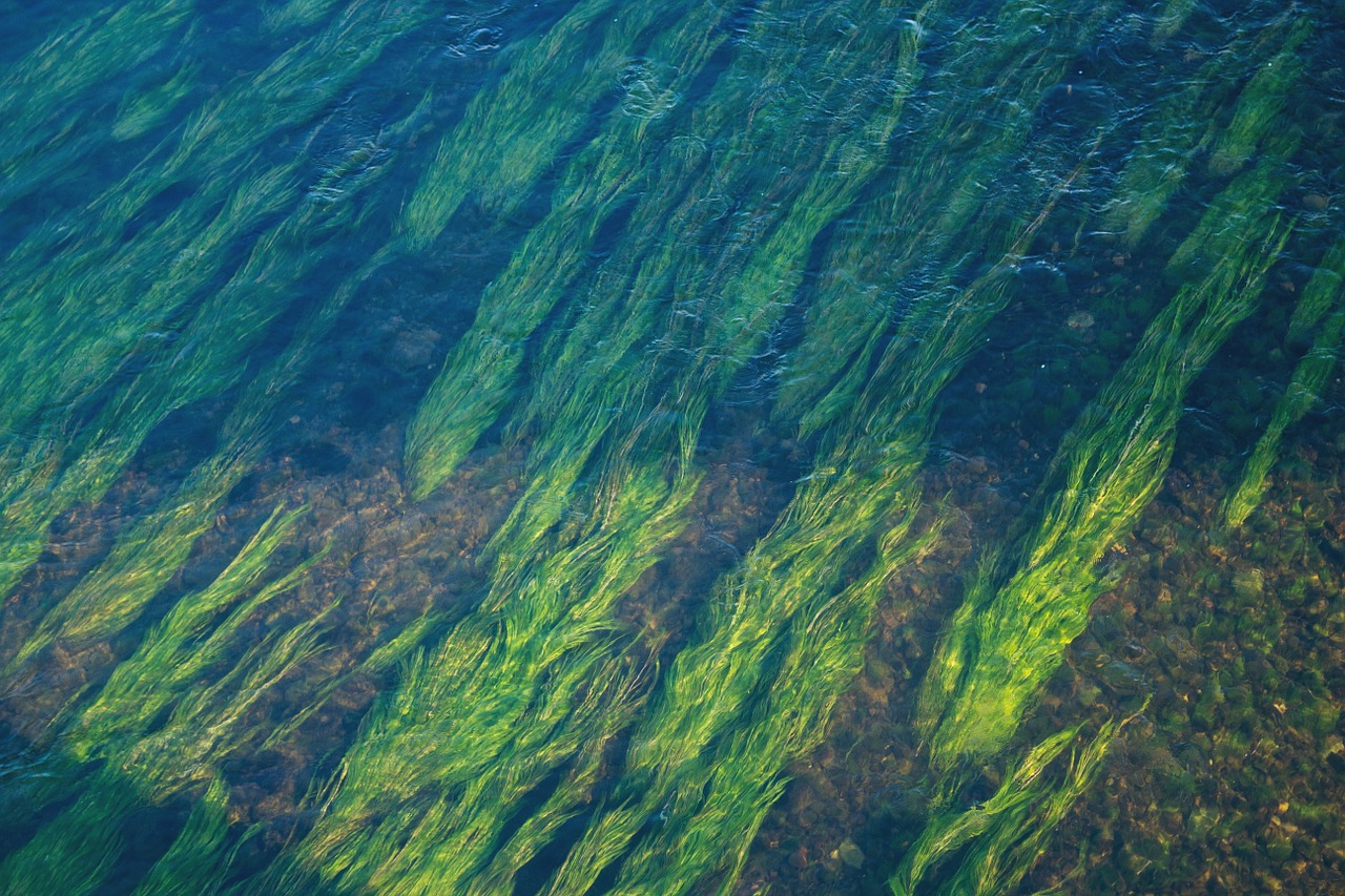 water river vegetation free photo