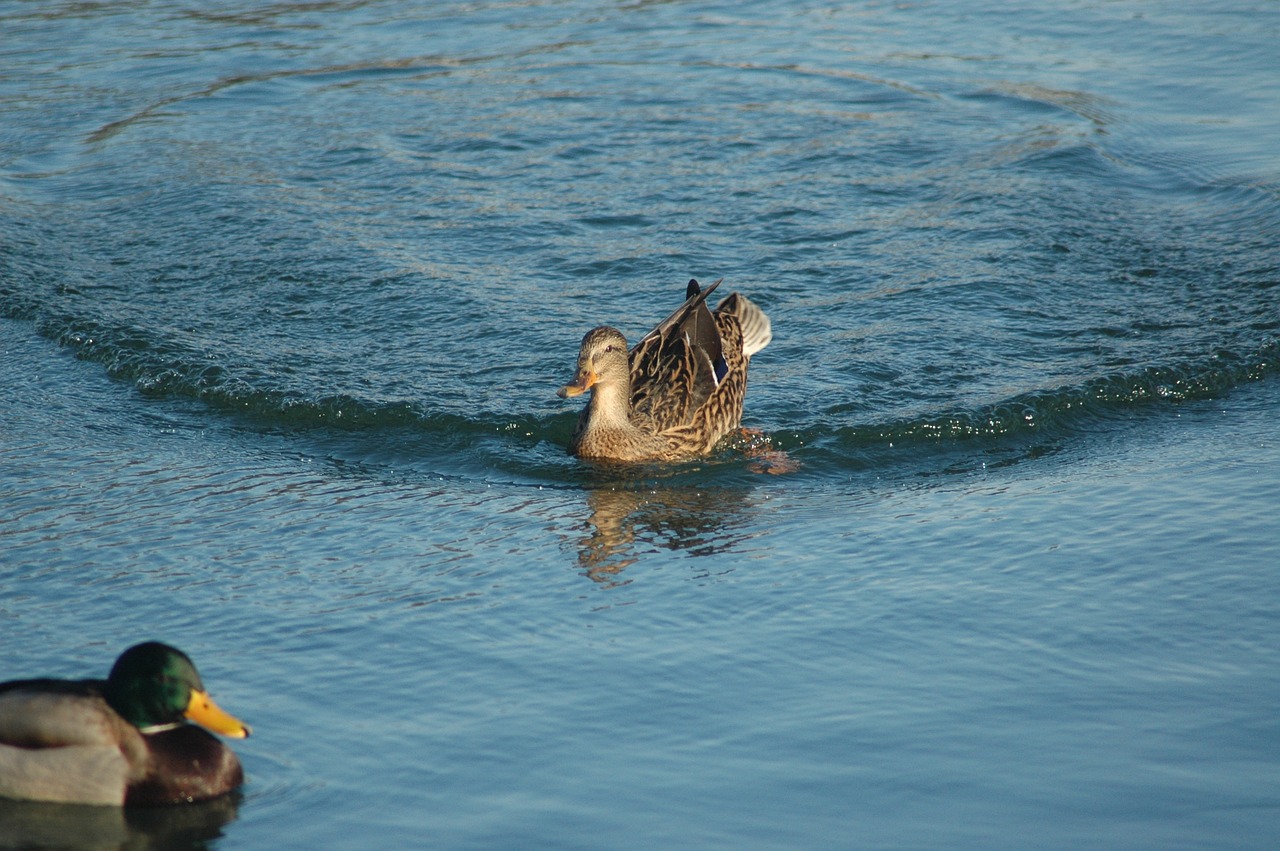 water duck cane mallard free photo