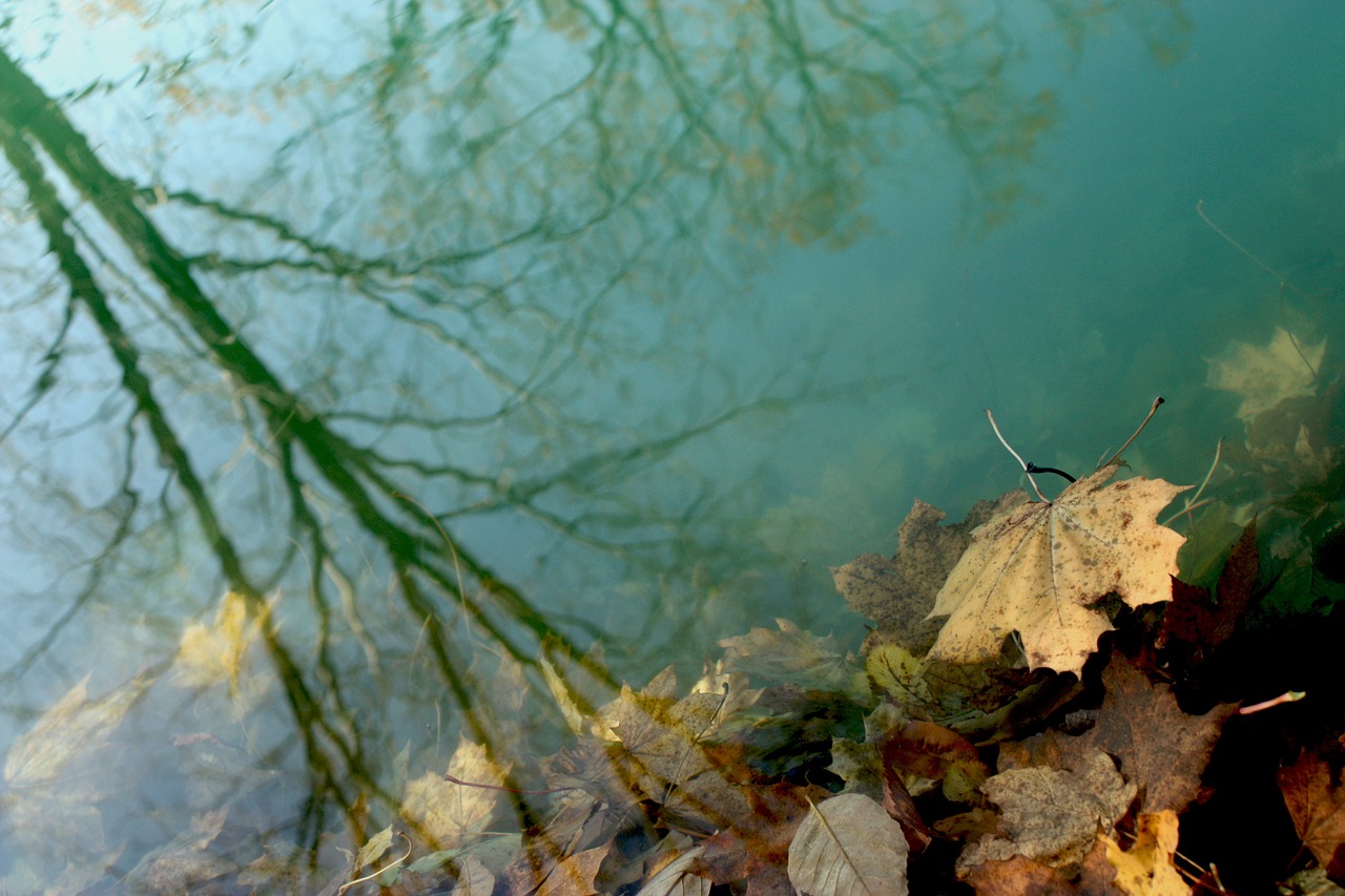 water leaves shadow free photo