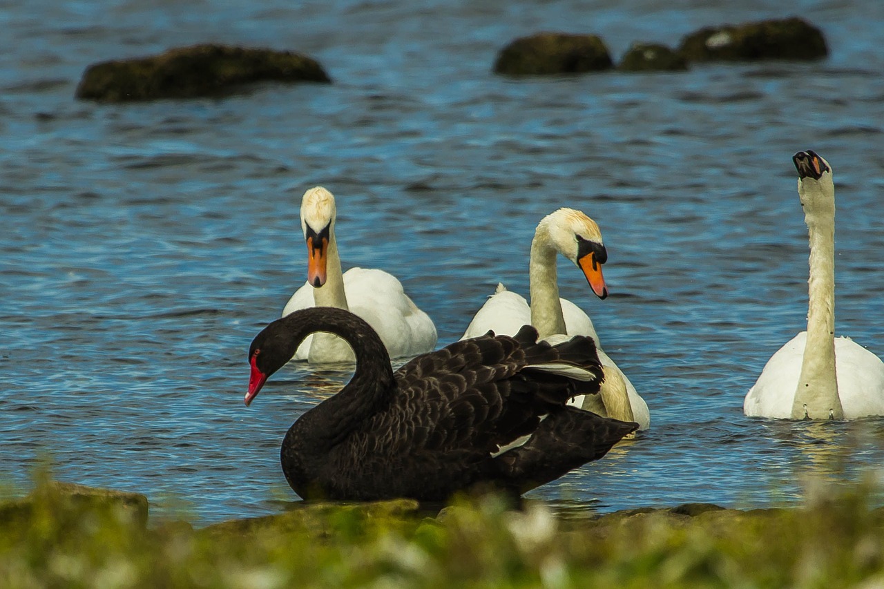 water swans nature free photo