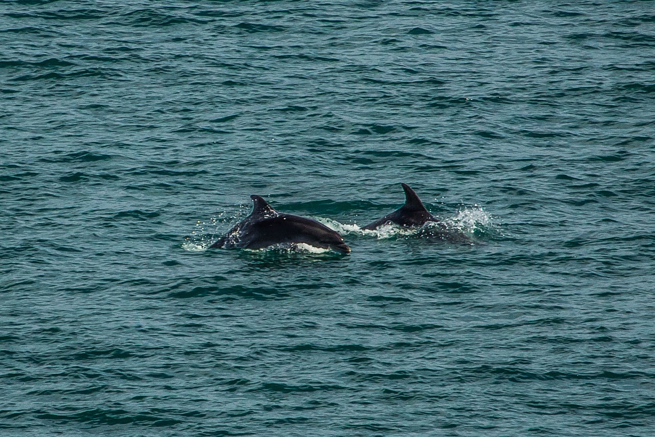 water priroda ocean free photo